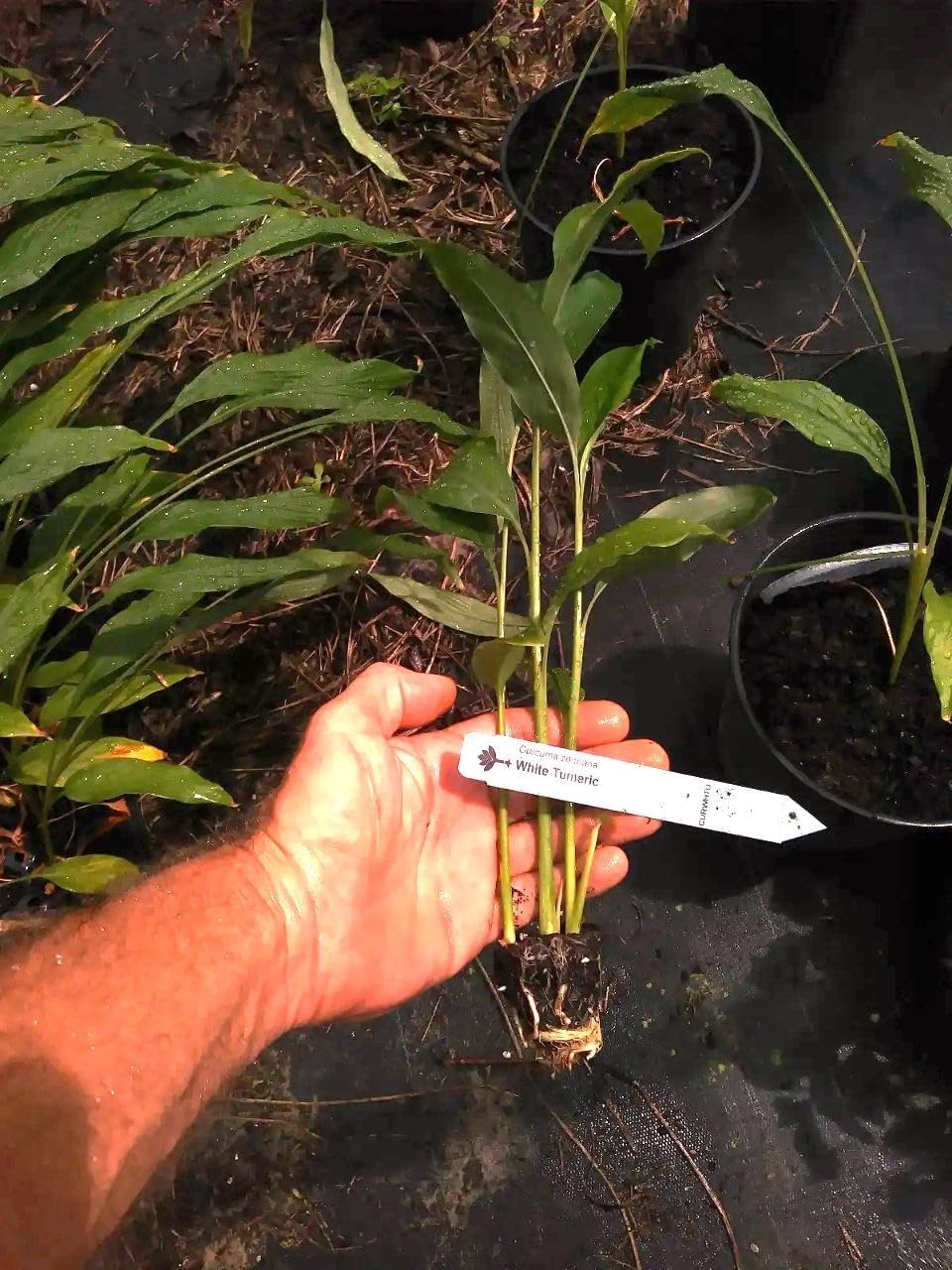 Amazon.com : 3 Rare White Turmeric Starter Plants | 3-6 Inches